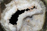 Triassic Petrified Wood (Woodworthia) Round - Zimbabwe #167948-1